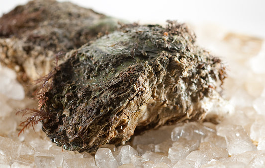 岩ガキセット プレミアム